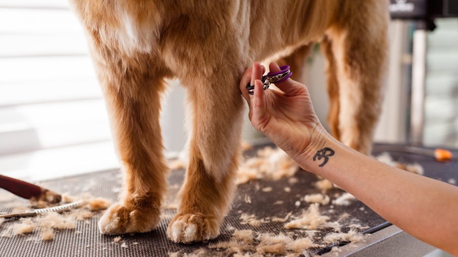 Tırnak Kesimi Grooming VooVPets